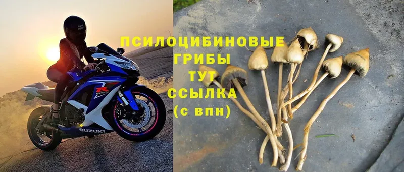 Псилоцибиновые грибы Cubensis  Закаменск 